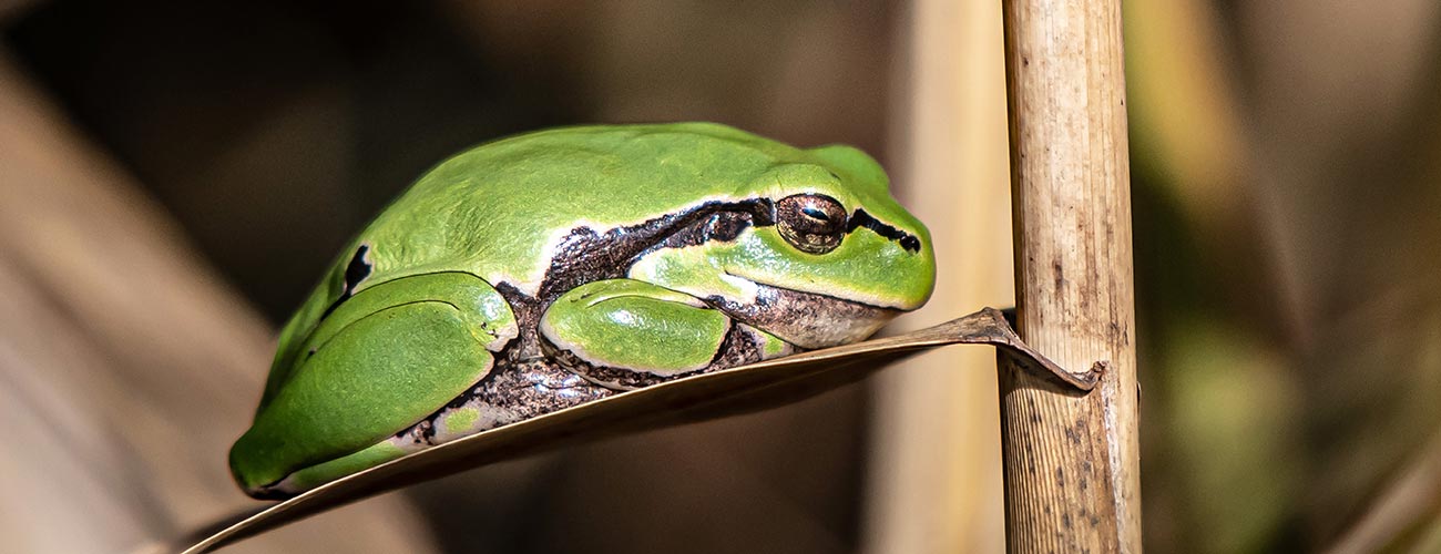 Laubfrosch