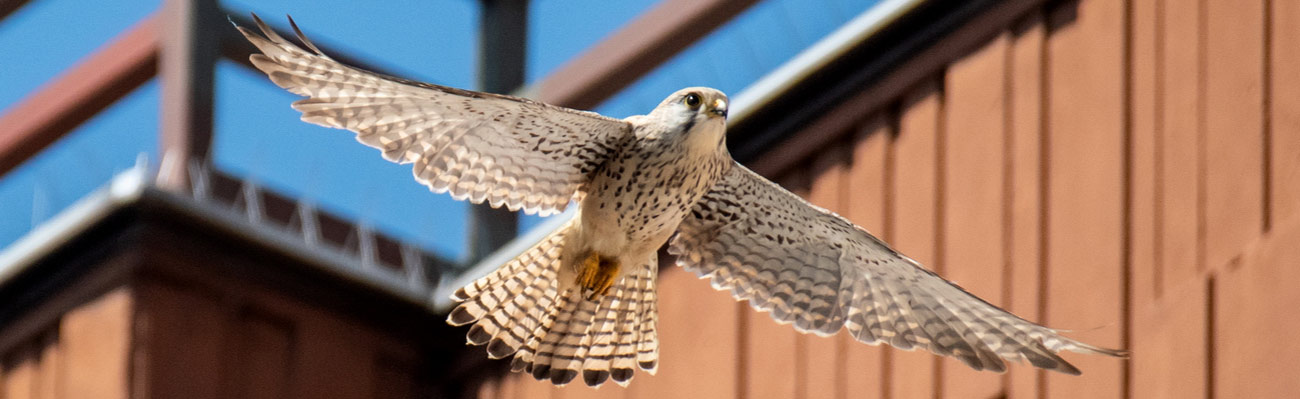 Turmfalke