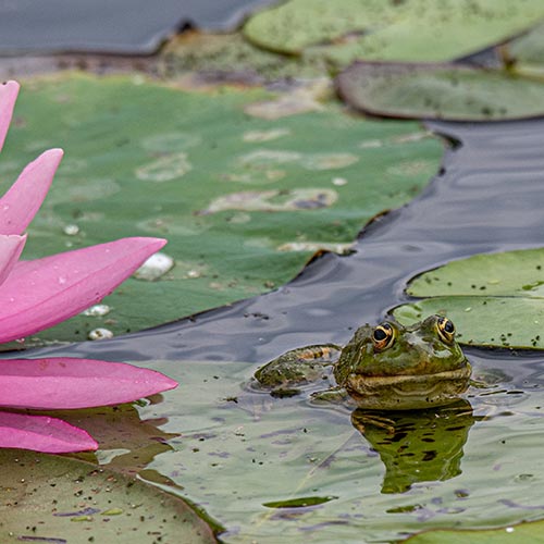 Wasserfrosch