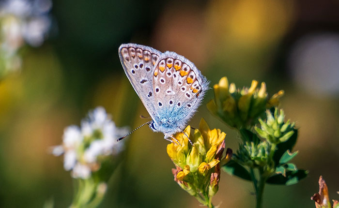 Bläuling Schmetterling