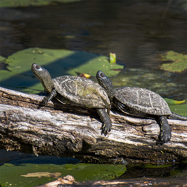 Sumpfschildkröten