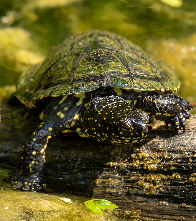 Sumpfschildkröte