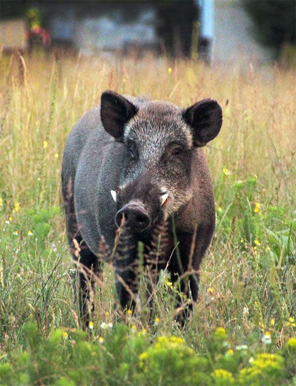 Wildschwein auf einer Wiese